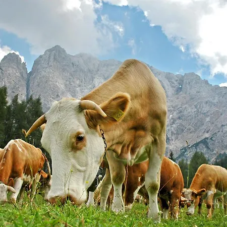 Bohinj Eco 4* Bohinjska Bistrica