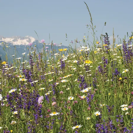 Szálloda Bohinj Eco