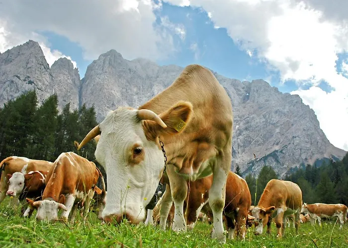 Bohinj Eco 4* Bohinjska Bistrica